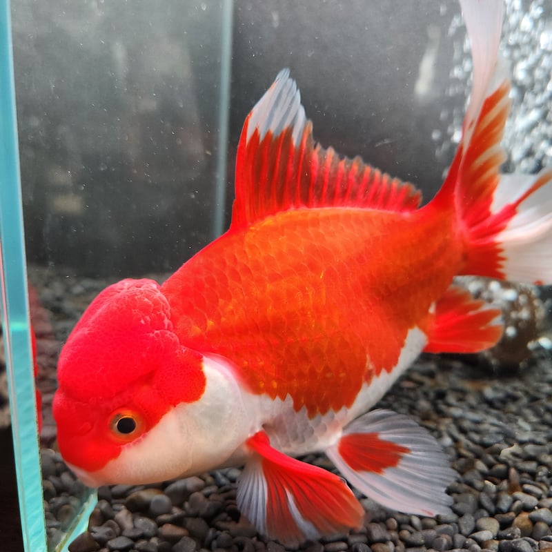 国産 ジャンボオランダ獅子頭20㎝± フナ尾 | 金魚・クワカブ専門店 祭