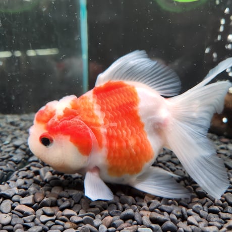 国産　上物桜東錦16㎝± （志村養魚場産）