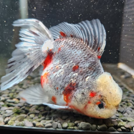 国産　五色東錦14㎝±（志村養魚場産）