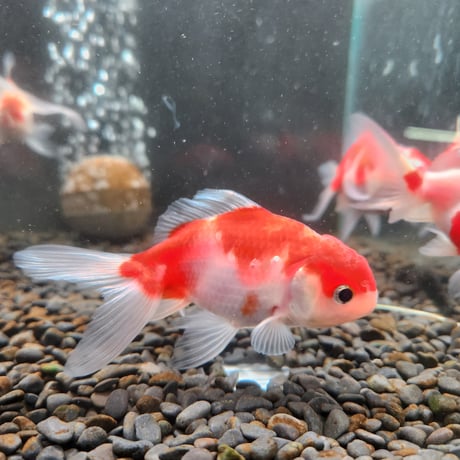 国産　桜東錦10㎝± 【志村養魚場産】