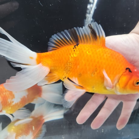 国産　ジャンボ獅子頭23㎝±