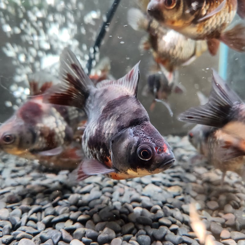 国産 黒銀極 墨キャリコ玉サバ9㎝± | 金魚•クワカブ専門店 祭 国産 黒銀極 墨キャリコ玉サバ9㎝± | 金魚•クワカブ専門店 祭