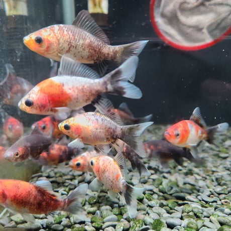 国産　変わりフナ尾和金5㎝±（和金魚ハルちゃん産）※先着2名様にハルちゃんオリジナルステッカー付