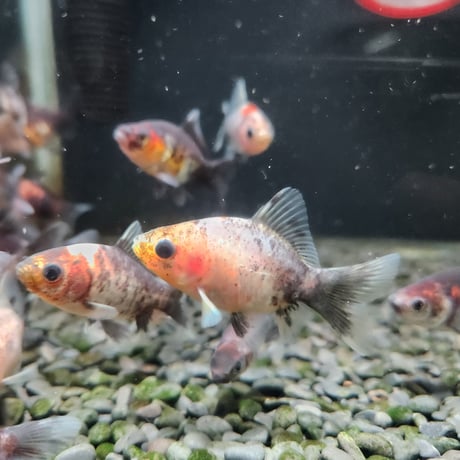 国産　変わりフナ尾和金5㎝±（和金魚ハルちゃん産）※先着2名様にハルちゃんオリジナルステッカー付