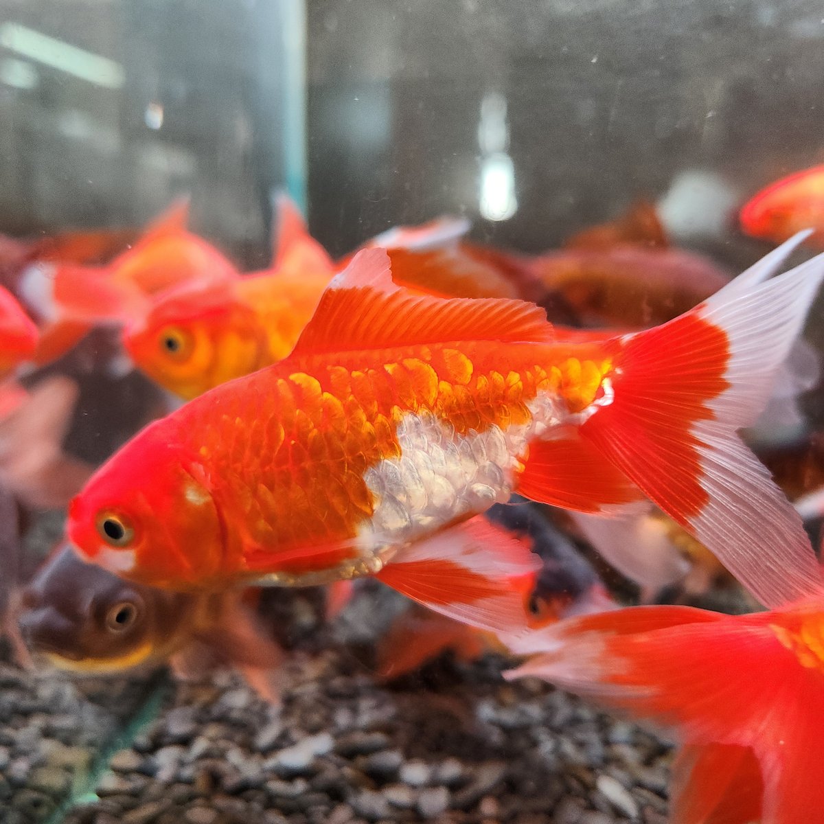 水槽用　金魚　ジャンボ獅子頭　22㎝ ジャンボ獅子頭の通信販売（ジャン☆ネット）