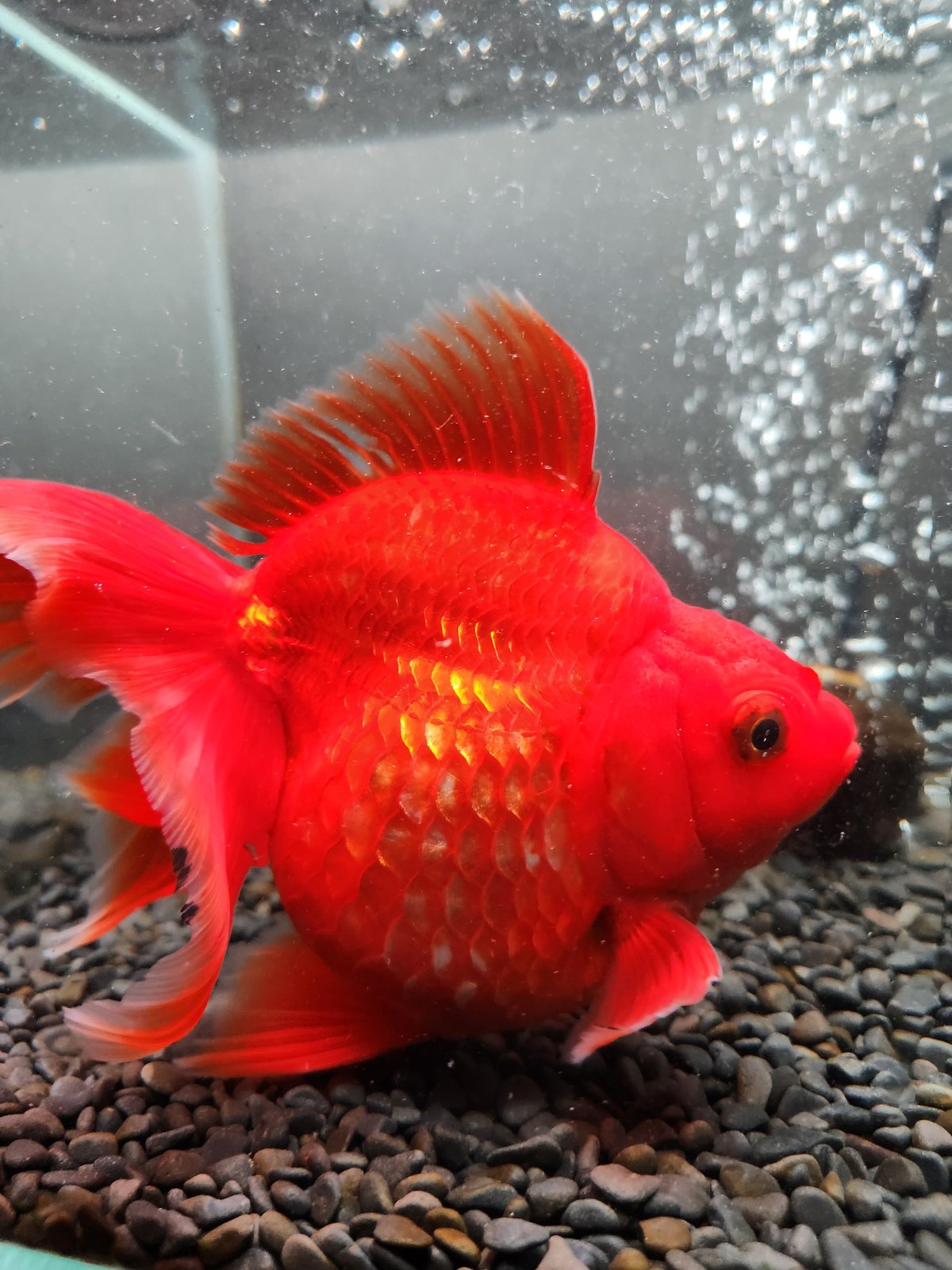 琉球かすり 琉球桜小鉢