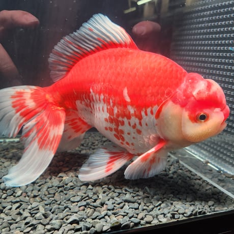 国産　上物ジャンボ獅子頭29㎝±
