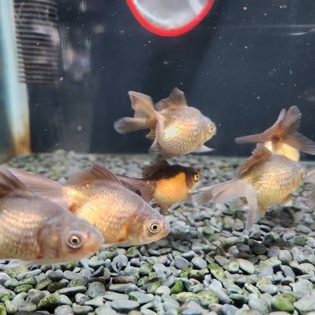 国産　浜錦5㎝±