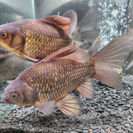 国産　ブラックミロ玉19㎝± Aグレード（良福観賞魚産）