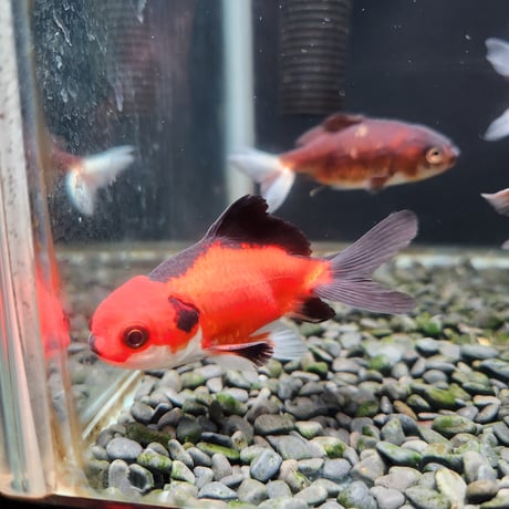 国産　強墨ジャンボ獅子頭10㎝±