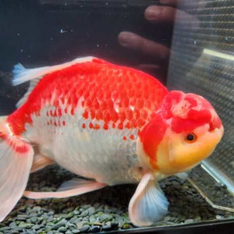 国産　上物ジャンボ獅子頭31㎝±