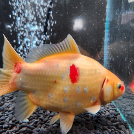 国産 　上物ミロ玉18㎝± （良福観賞魚産）