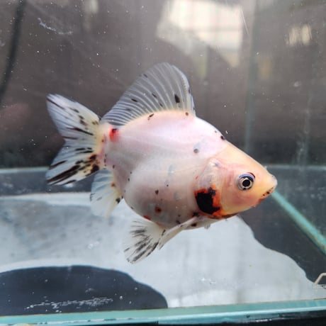 国産　キャリコ玉サバ12㎝±
