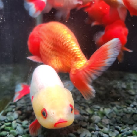 国産　らんちゅう11㎝±（志村養魚場産）