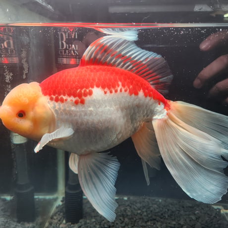国産　上物ジャンボ獅子頭29㎝±