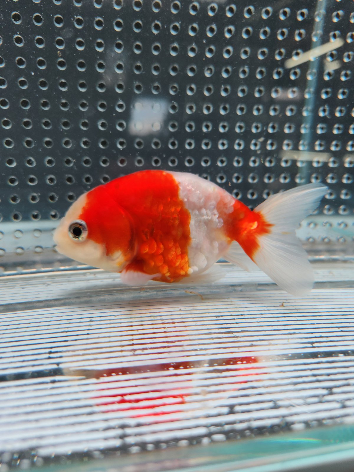 【金魚のぶーちゃん】西国三十三所　散華　全33枚セット　美品 TPRカラフル金魚 100個入り ゆうパケット可 : おもちゃの三洋堂