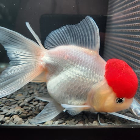 国産　上物飯田高頭丹頂17㎝±