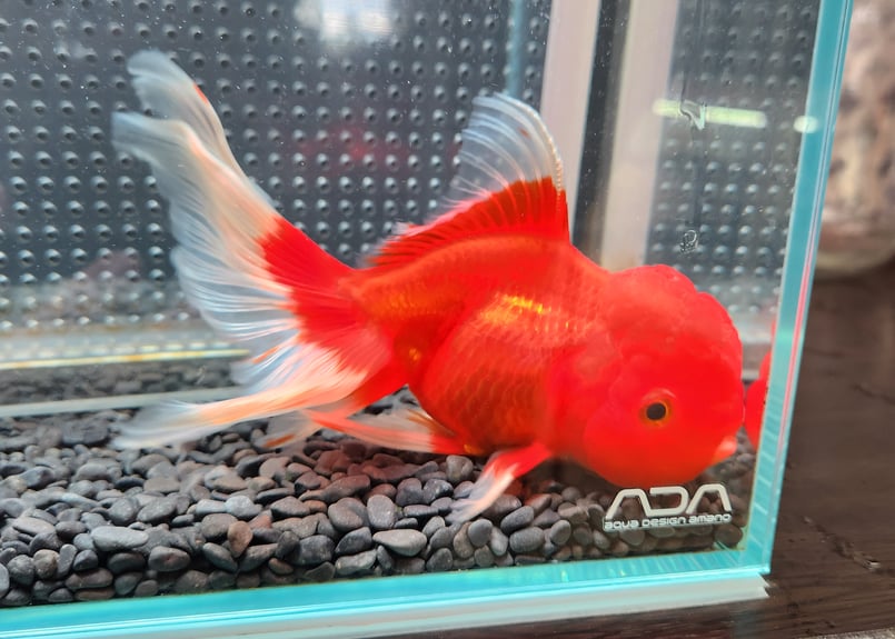 獅子頭 国産 オランダ獅子頭17㎝± （飯田産） | 金魚・クワカブ専門店