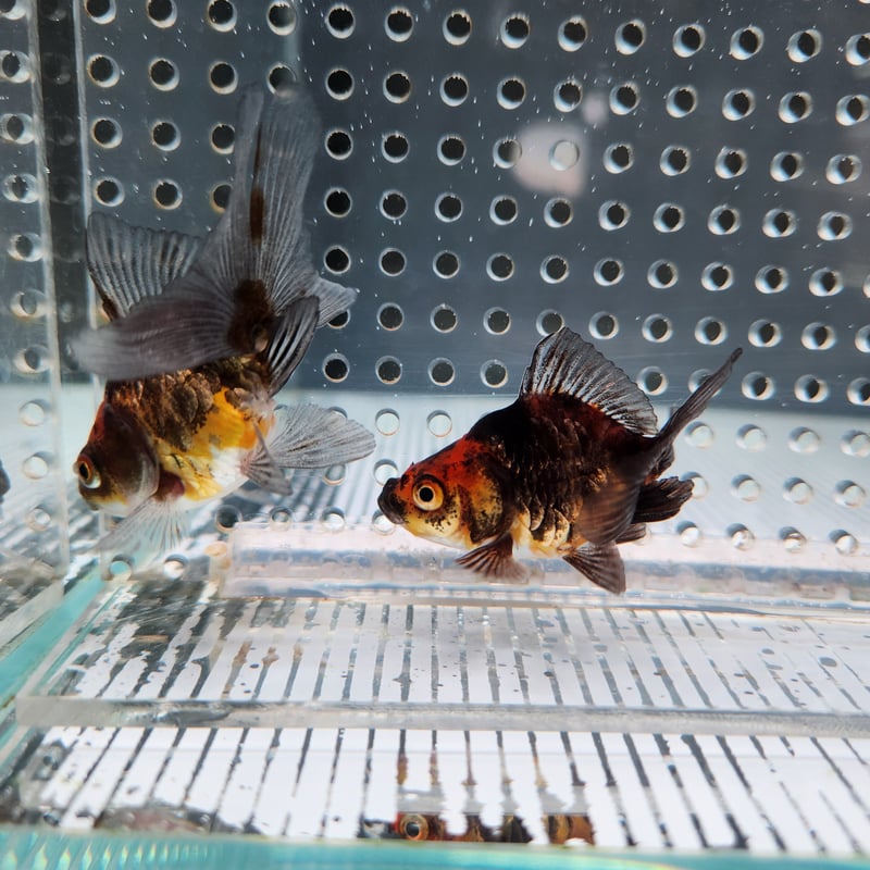 琉球トランプ 龍靭ビット スリムタイプ 10本組 ＋2×85 | ANEXブランドの