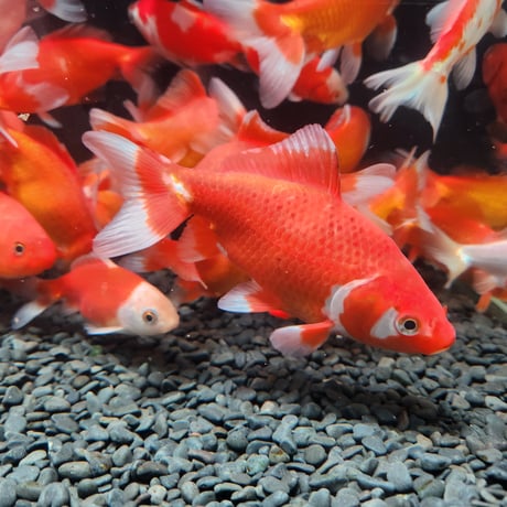 国産 隼人和金7～14㎝± | 金魚•クワカブ専門店 祭
