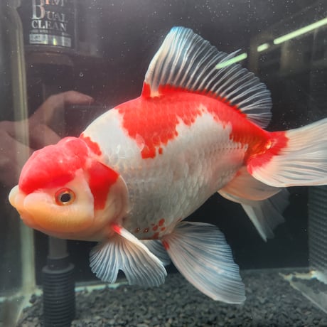 国産　上物ジャンボ獅子頭27㎝±