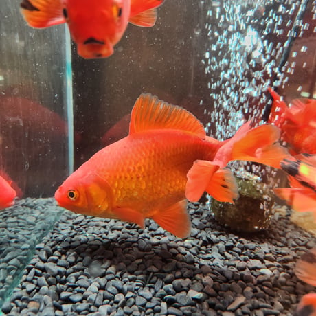 国産 隼人和金14～17㎝± | 金魚•クワカブ専門店 祭