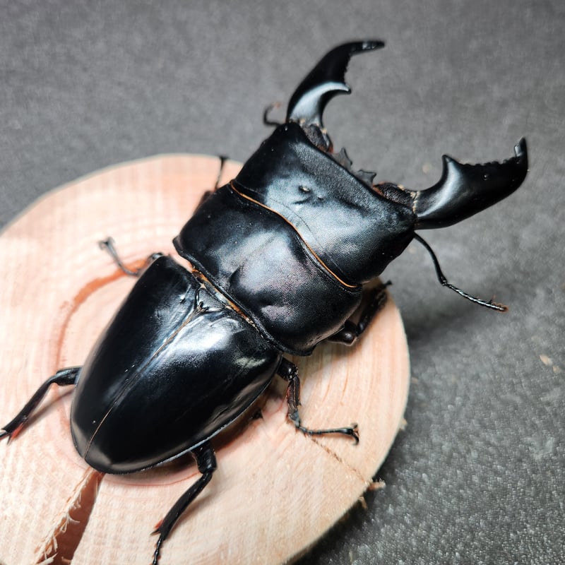 スマトラオオヒラタクワガタ♂99㎜ペア【世子系統】 | 金魚・クワカブ