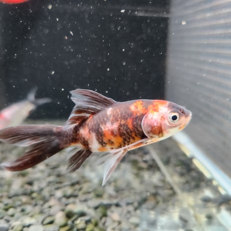 国産　銀鱗・墨朱文金8㎝± （長尾養魚場産）