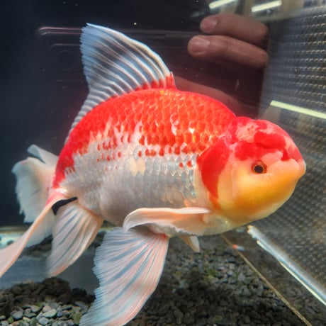 国産　上物ジャンボ獅子頭31㎝±