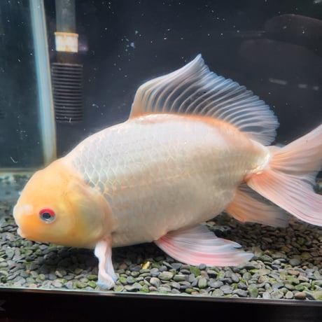 金魚•クワカブ専門店 祭
