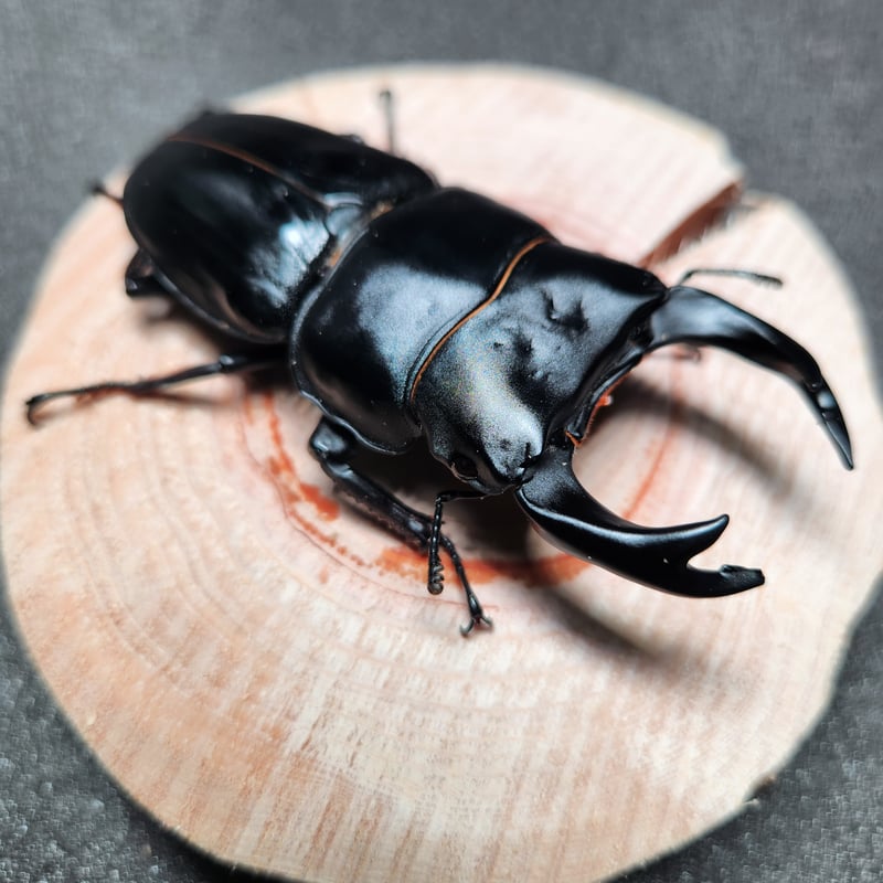 国産オオクワガタ♂80.7㎜ペア【奈良輪川西血統】 | 金魚・クワカブ