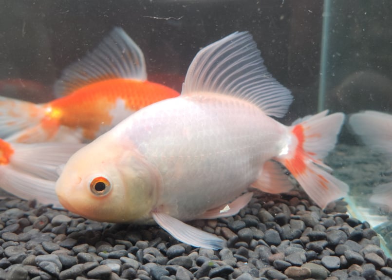 国産 ジャンボオランダ獅子頭17～21㎝± | 金魚・クワカブ専門店