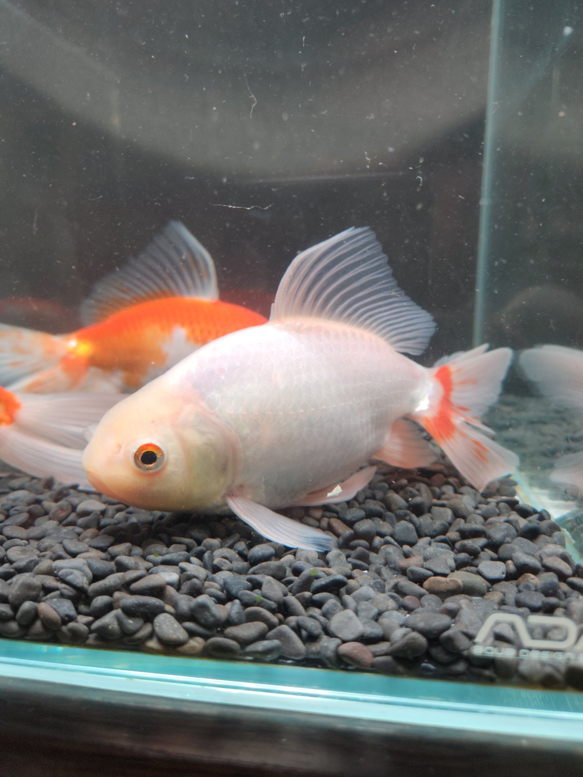 国産 ジャンボオランダ獅子頭17～21㎝± | 金魚・クワカブ専門店
