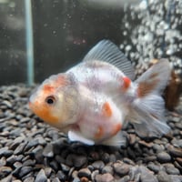 タイ産　ショートテールオランダ9㎝±