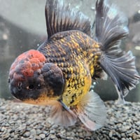 タイ産　ローズテールオランダ16㎝±