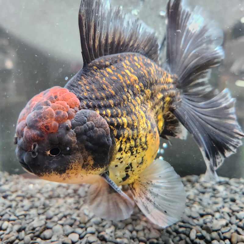 金魚　極上　ローズテールオランダ 中国便 スーパーローズテール ローズテールオランダ 金魚 上物品 美魚