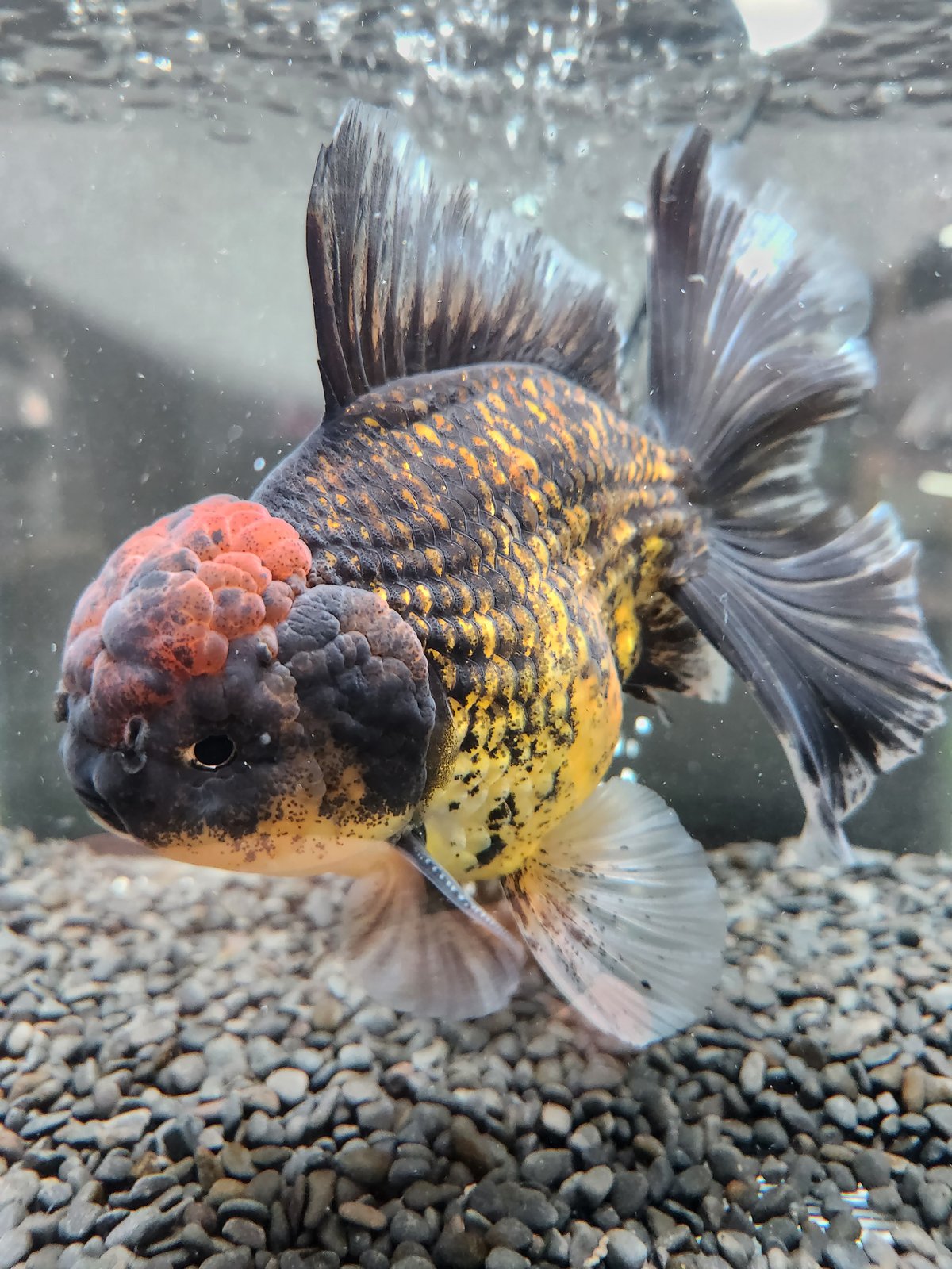 ローズテールオランダ 金魚 中国便 スーパーローズテール ローズテールオランダ 金魚 上物品 美魚
