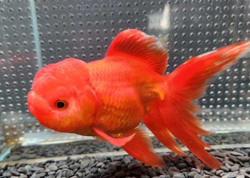 国産 オランダ獅子頭17㎝± （飯田産） | 金魚・クワカブ専門店