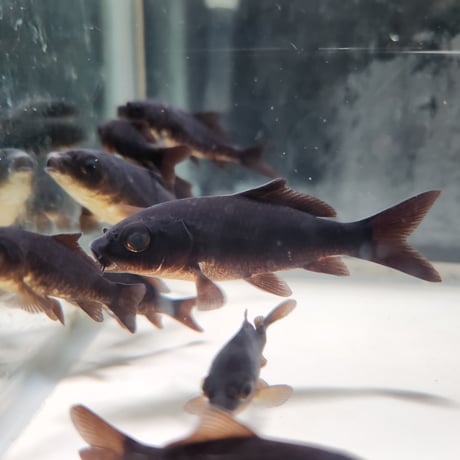 国産　ブラックコメット5～9㎝±（良福観賞魚産）