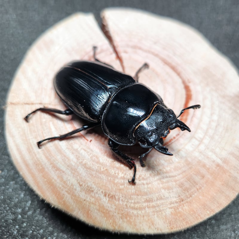 国産オオクワガタ♂80.7㎜ペア【奈良輪川西血統】 | 金魚・クワカブ