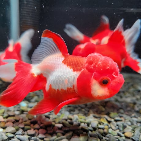 国産　飯田オランダ獅子頭13㎝±