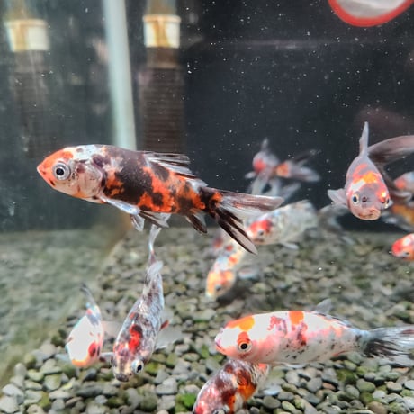 国産　銀鱗・墨朱文金8㎝± （長尾養魚場産）