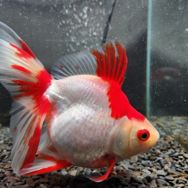 国産 更紗琉金18㎝± | 金魚・クワカブ専門店 祭-matsuri-