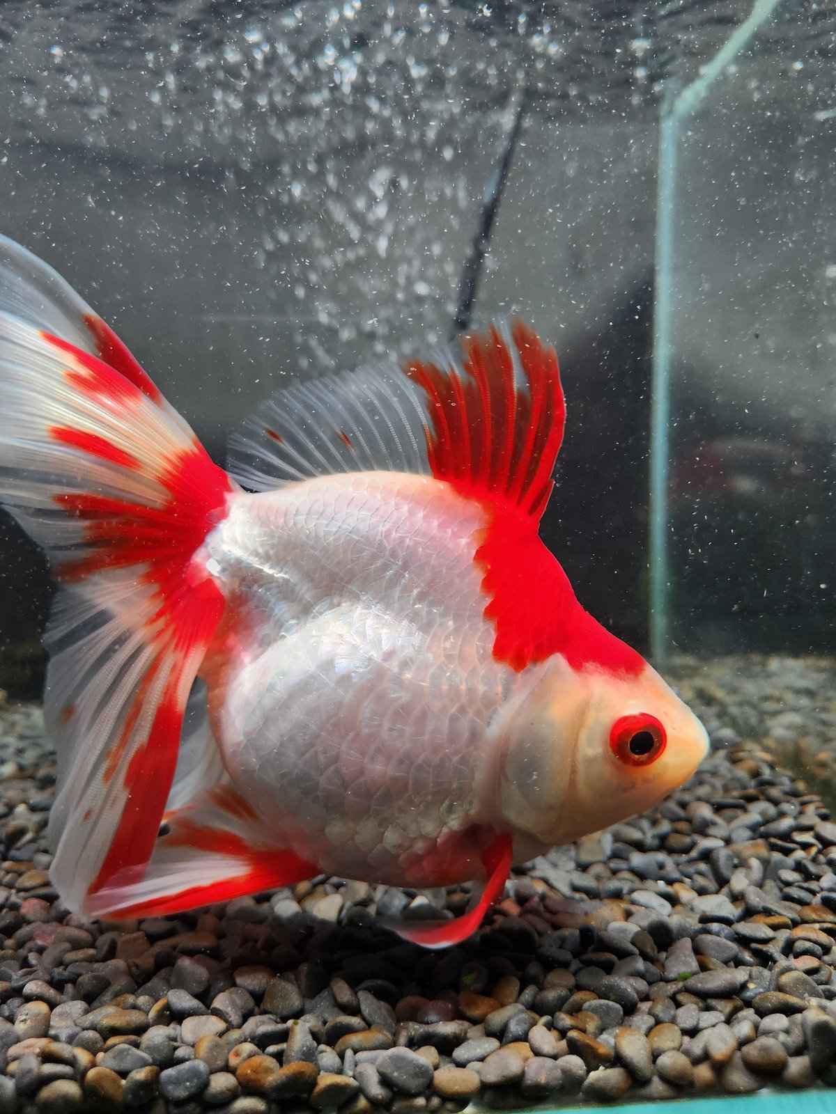 国産 更紗琉金18㎝± | 金魚・クワカブ専門店 祭-matsuri-