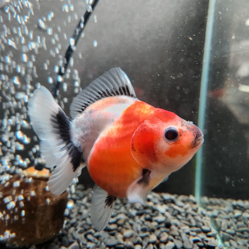 お魚 タイ産 ショートテールオランダ9㎝± | 金魚・クワカブ専門店 祭