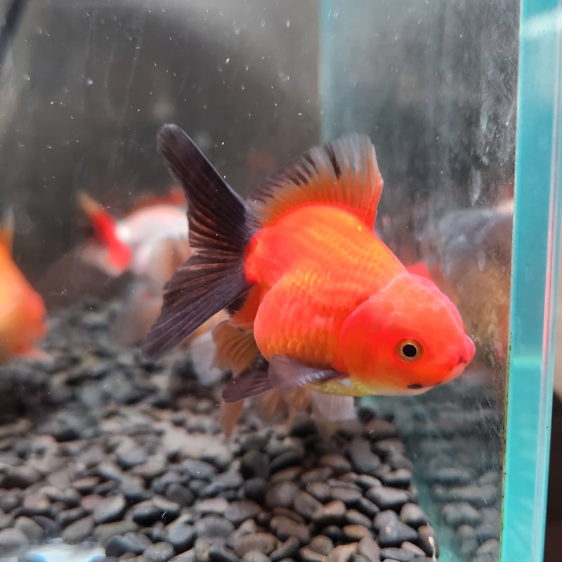 国産 ハーフムーンオランダ7㎝± | 金魚•クワカブ専門店 祭