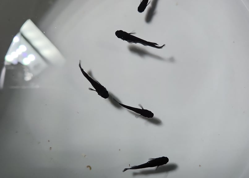 めいめい.ＭＯＯＮ様確認用 ミッドナイトフリル漆黒2ペア＋1【ポンメダカ様委託個体