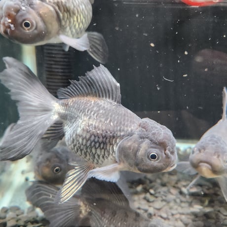 国産　青文魚13㎝±