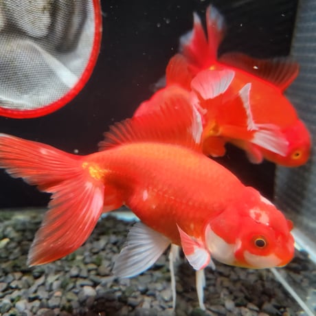 国産　ジャンボ獅子頭15㎝±