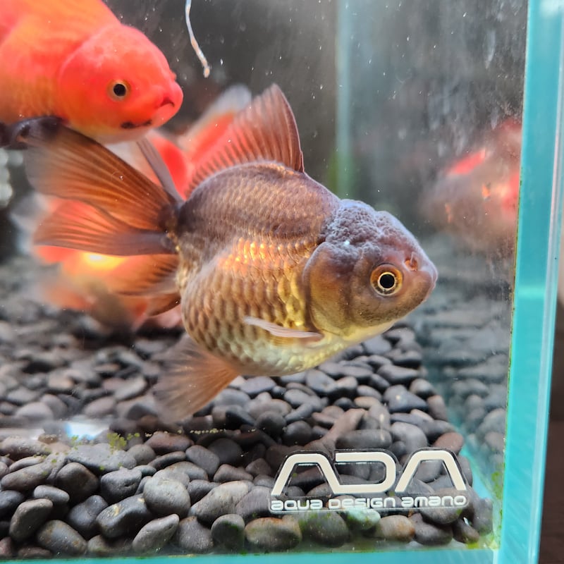 国産 ハーフムーンオランダ7㎝± | 金魚•クワカブ専門店 祭